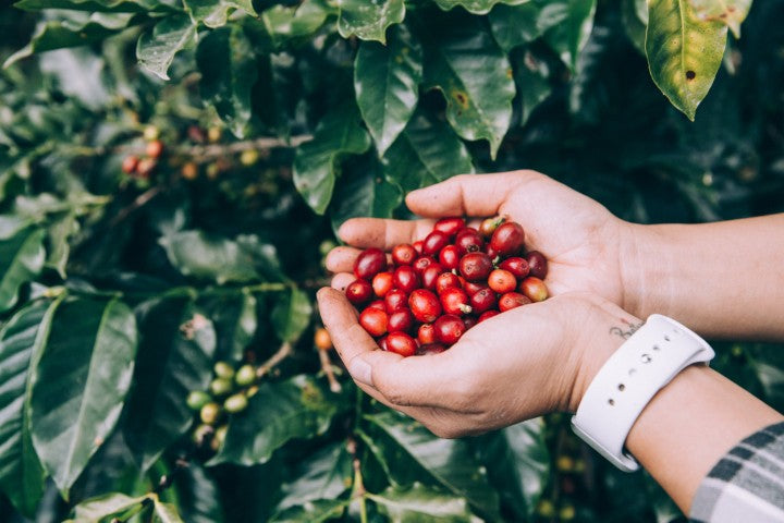 The Third Wave Coffee Movement: Why Quality and Origin Matter More Than Ever